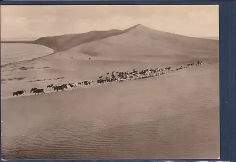 [Ansichtskarte] AK Nidden ( Kurische Nehrung) Heimziehende Herde im Tal des Schweigens 1940. 