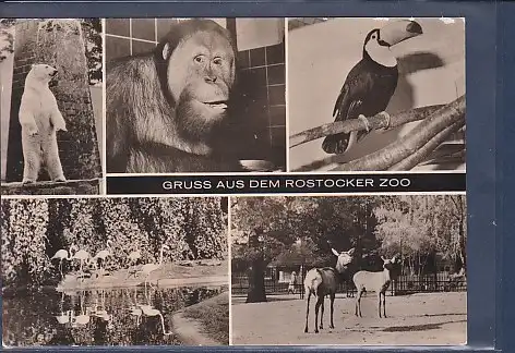 [Ansichtskarte] AK Gruss aus dem Rostocker Zoo 5.Ansichten 1970. 