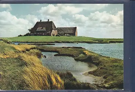 [Ansichtskarte] AK Hallig Hooge - Kirchwarft 1981. 