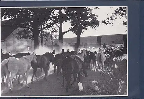 [Ansichtskarte] AK Stutenherde in Trakehnen  Ostpreußenkalender 1970. 