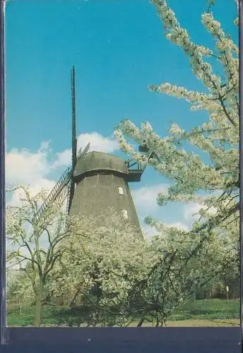 [Ansichtskarte] AK Berlin Baumblüte in Britz ( Windmühle) 1980. 