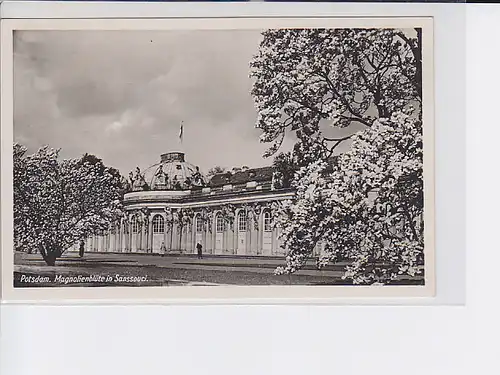 AK Potsdam Magnolienblüte in Sanssouci 1940