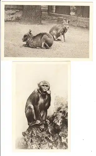 5er Serie (Nr. IV), K u.K Zeit mit Deckblatt, Tierpark &quot;Menagerie&quot; Schönbrunn, Wien