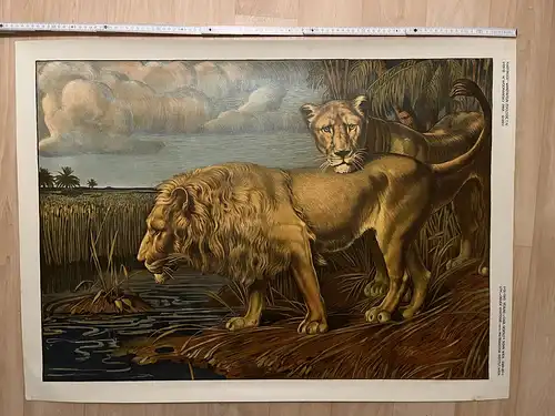 Große Chromolithographie (98x72cm) einer Löwin mit Löwe im Jugendstil (um 1925)