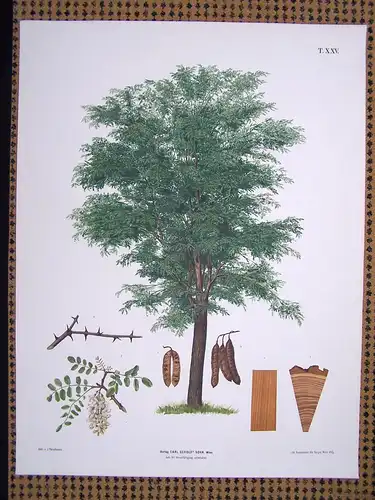 Chromolithographie (84 x 64cm) Gewöhnliche Robinie mit charakteristischen Merkmalen (~ 1900)