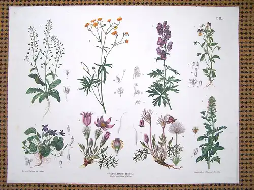 Chromolithographie (84 x 64cm) Eisenhut, Hahnenfuß, Hirtentäschel, Kuhschelle, Veilchen  (~ 1880)