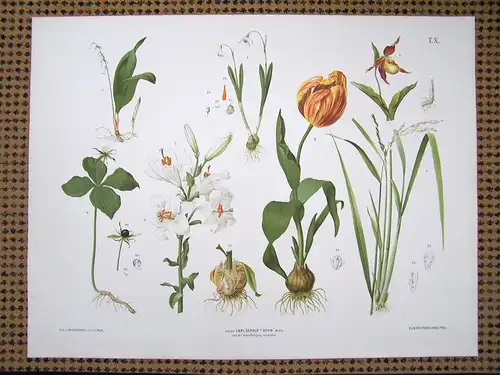 Chromolithographie (84 x 64cm) Maiglöckchen, Orchidee, Schneeglöckchen, Lilie, Tulpe, Reis  (~ 1880)