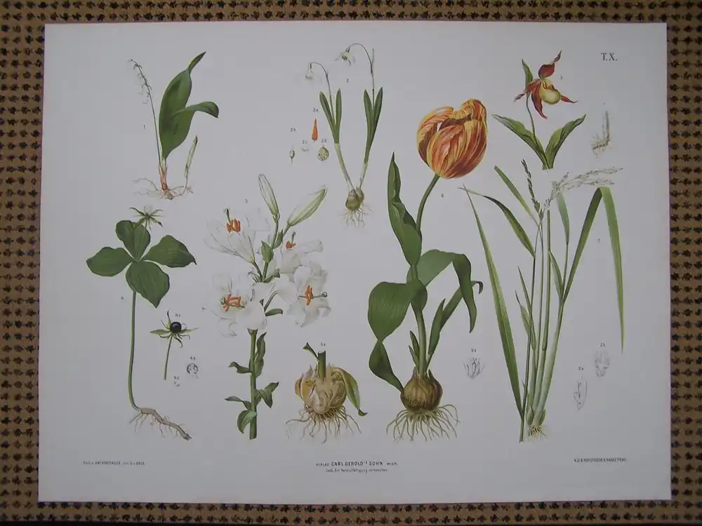 Chromolithographie (84 x 64cm) Maiglöckchen, Orchidee, Schneeglöckchen, Lilie, Tulpe, Reis  (~ 1880) 1