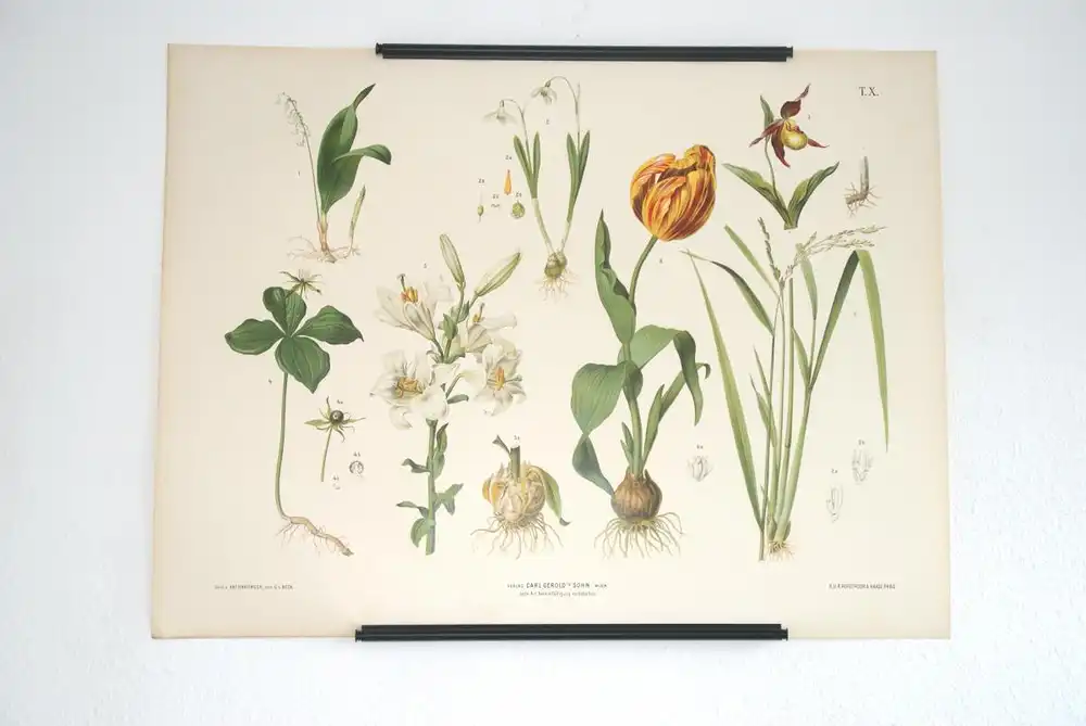 Chromolithographie (84 x 64cm) Maiglöckchen, Orchidee, Schneeglöckchen, Lilie, Tulpe, Reis  (~ 1880) 2