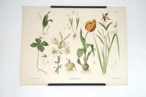Chromolithographie (84 x 64cm) Maiglöckchen, Orchidee, Schneeglöckchen, Lilie, Tulpe, Reis  (~ 1880)