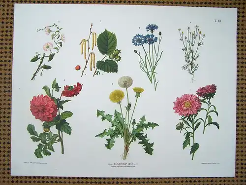 Chromolithographie (84 x 64cm) Ackerwinde, Haselnuss, Kornblume, Kamille, Dahlie, Löwenzahn, Sommeraster  (~ 1880)