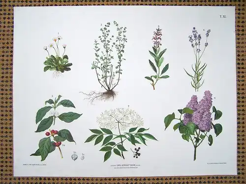 Chromolithographie (84 x 64cm) Gänseblümchen, Majoran, Salbei, Lavendel, Kaffee, Flieder, Holunder (~1880)
