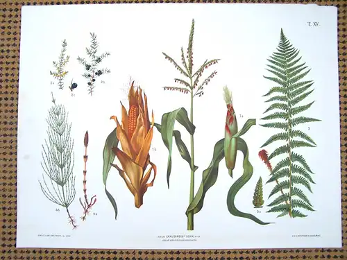 Chromolithographie (84 x 64cm) Mais, Wachholder, Wurmfarn, Schachtelhalm (~ 1880)