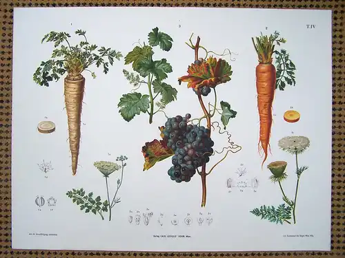 Chromolithographie (84 x 64cm) Weiße Möhre, Karotte, Weintraube  (~ 1900)