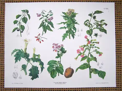 Chromolithographie (84 x 64cm) Nachtschattengewächse, Bilsenkraut, Tollkirsche, Stechapfel, Kartoffel, Tabak  (~ 1880)