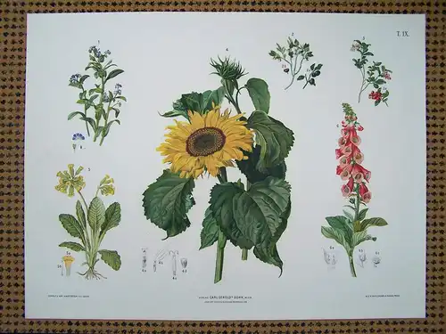 Chromolithographie (84 x 64cm) Vergissmeinnicht, Heidelbeere, Preiselbeere, Sonnenblume, Primel, Digitalis (~ 1880)