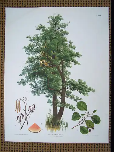 Große Chromolithographie (84 x 64cm) Erle mit charakteristischen Merkmalen (~ 1890)
