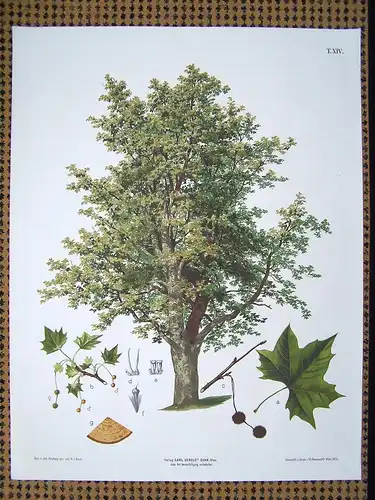 Große Chromolithographie (84 x 64cm) Ahornblättrige Platane mit charakteristischen Merkmalen (~ 1890)