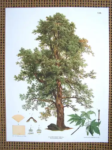 Große Chromolithographie (64 x 84cm) Bergahorn mit charakteristischen Merkmalen (~ 1890)