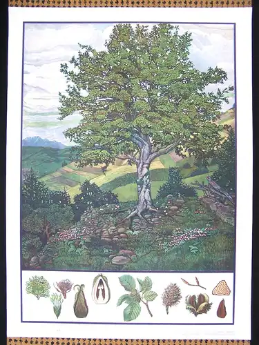 Große Chromolithographie (72 x 98cm) Rotbuche in Hügelpanorama (~ 1925)