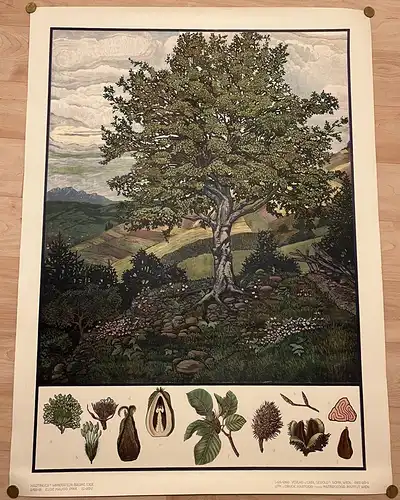 Große Chromolithographie (72 x 98cm) Rotbuche in Hügelpanorama (~ 1925)