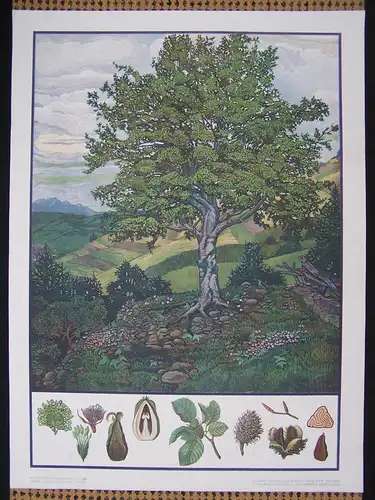 Große Chromolithographie (72 x 98cm) Rotbuche in Hügelpanorama (~ 1925)