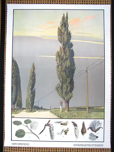 Große Chromolithographie (72 x 98cm) Pyramidenpappel Allee (~ 1925)