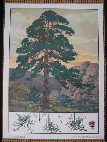 Antike Chromolithographie (72 x 98cm) Waldkiefer (Rotföhre) in Bergpanorama (~ 1925)