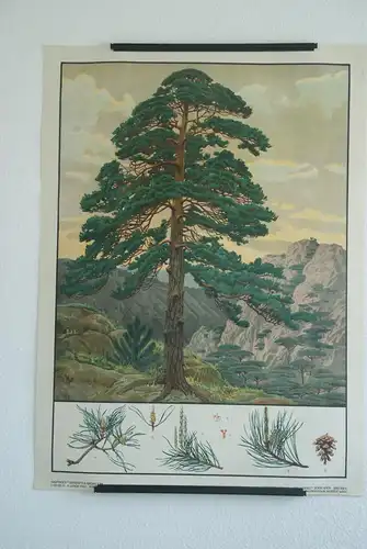 Antike Chromolithographie (72 x 98cm) Waldkiefer (Rotföhre) in Bergpanorama (~ 1925)