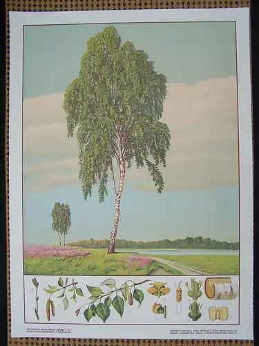 Antike Chromolithographie (72 x 98cm) Birke in Wiesenlandschaft mit Fluss  (~1925)