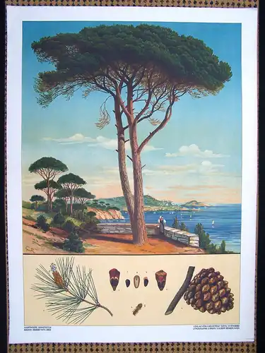 Antike Chromolithographie (72 x 98cm) Pinie in mediterranem Meer - Panorama  (~1915)