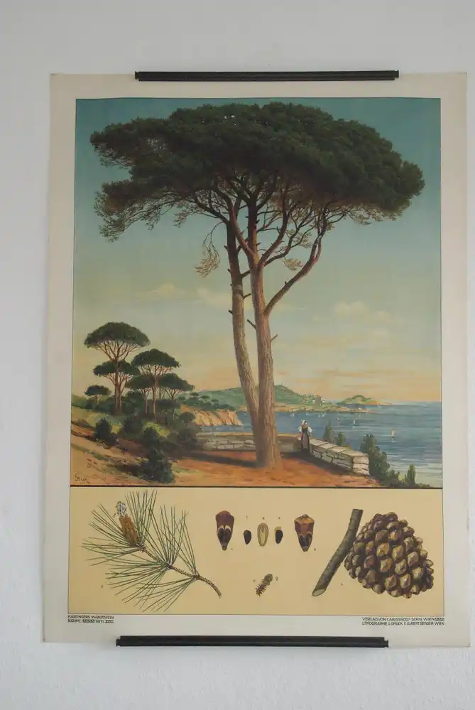 Antike Chromolithographie (72 x 98cm) Pinie in mediterranem Meer - Panorama  (~1915) 2