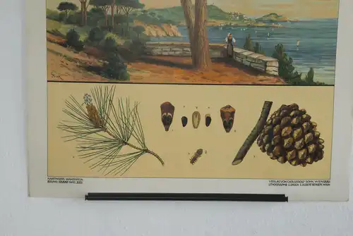 Antike Chromolithographie (72 x 98cm) Pinie in mediterranem Meer - Panorama  (~1915)