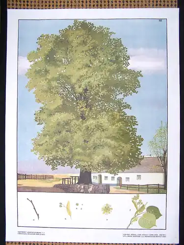 Antike Chromolithographie (72 x 98cm) Sommerlinde und Bauernhof (~1925)