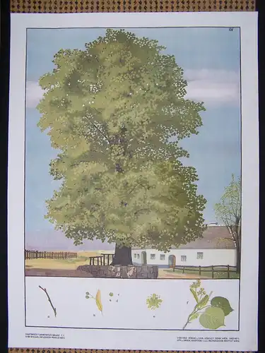 Antike Chromolithographie (72 x 98cm) Sommerlinde und Bauernhof (~1925)