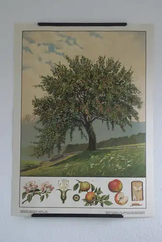 Antike Chromolithographie (72 x 98cm) Apfelbaum in Hügellandschaft mit Gebirgspanorama und charakteristischer Beschreibung (~ 1925)