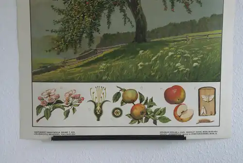 Antike Chromolithographie (72 x 98cm) Apfelbaum in Hügellandschaft mit Gebirgspanorama und charakteristischer Beschreibung (~ 1925)
