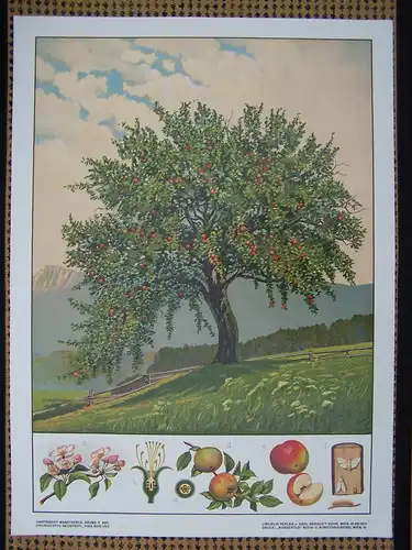 Antike Chromolithographie (72 x 98cm) Apfelbaum in Hügellandschaft mit Gebirgspanorama und charakteristischer Beschreibung (~ 1925)