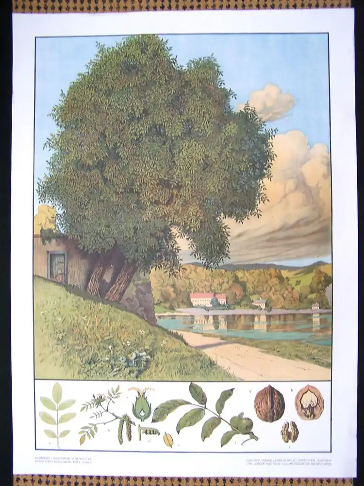 Antike Chromolithographie (72 x 98cm) Walnussbaum am Fluss mit charakteristischer Beschreibung (~ 1925) 0
