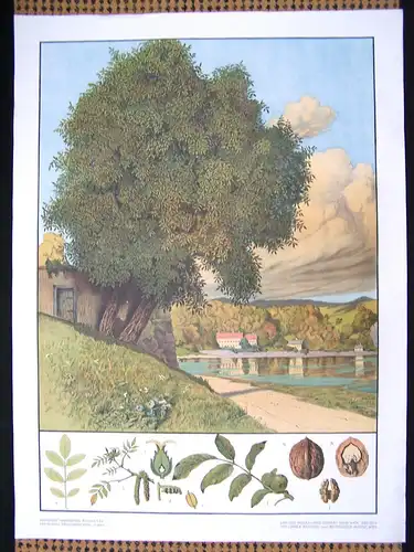 Antike Chromolithographie (72 x 98cm) Walnussbaum am Fluss mit charakteristischer Beschreibung (~ 1925)