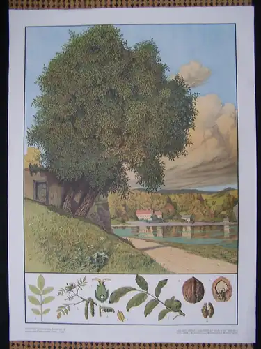 Antike Chromolithographie (72 x 98cm) Walnussbaum am Fluss mit charakteristischer Beschreibung (~ 1925)