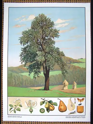 Antike Chromolithographie (72 x 98cm) Birne auf Obstwiese mit Hügelpanorama (~ 1925)