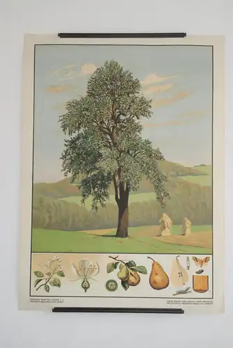 Antike Chromolithographie (72 x 98cm) Birne auf Obstwiese mit Hügelpanorama (~ 1925)