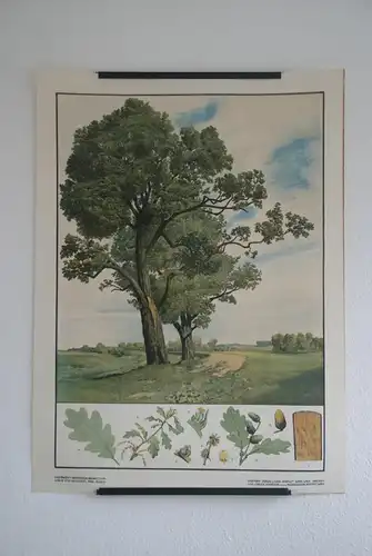Antike Chromolithographie (72 x 98cm) Eiche in Wiesenlandschaft (~ 1925)