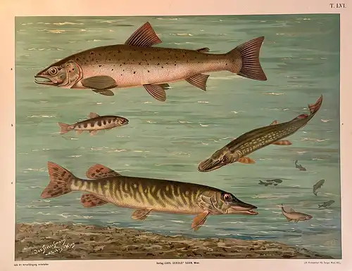 Antike Chromolithographie (84 x 68cm) Atlantischer Lachs (a), Forelle (Jungfisch) (b) und Hecht (c) (~ 1912)