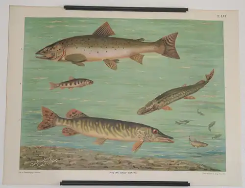 Antike Chromolithographie (84 x 68cm) Atlantischer Lachs (a), Forelle (Jungfisch) (b) und Hecht (c) (~ 1912)