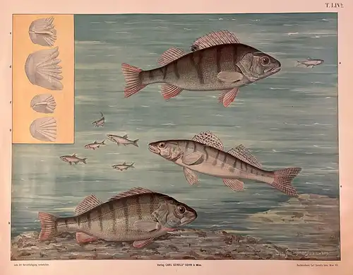 Antike Chromolithographie (84 x 68cm) Flussbarsch und Zander (~ 1912)