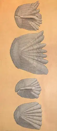 Antike Chromolithographie (84 x 68cm) Flussbarsch und Zander (~ 1912)