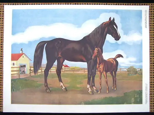 Antike Chromolithographie (72 x 98cm) Pferd mit Pfohlen bei Hof (vmtl um 1925)
