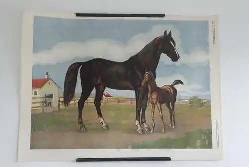 Antike Chromolithographie (72 x 98cm) Pferd mit Pfohlen bei Hof (vmtl um 1925)